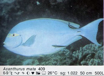 Acanthurus mata